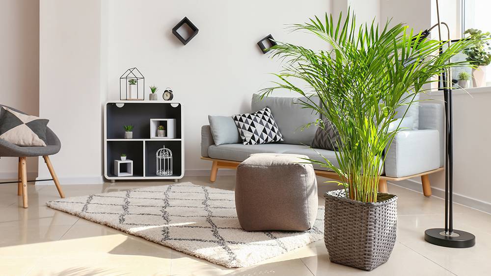 Bamboo-Palm