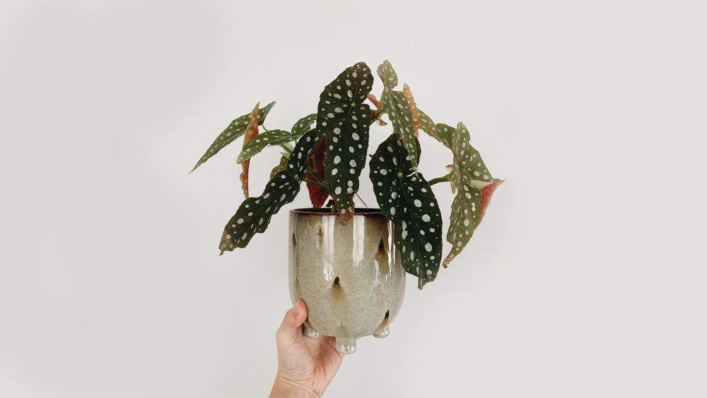 Begonia