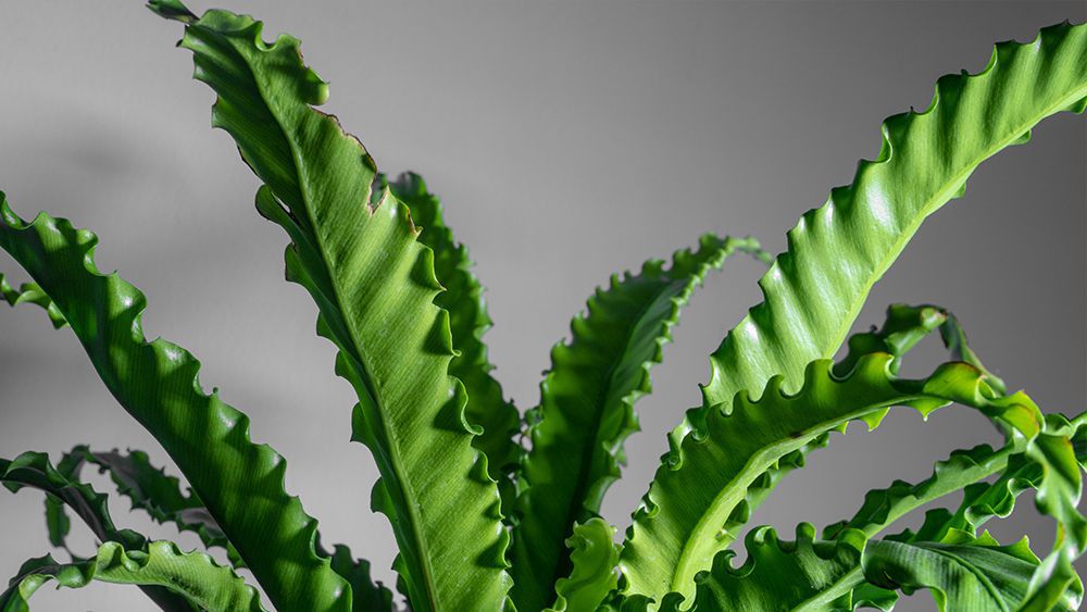 Bird-Nest-Fern