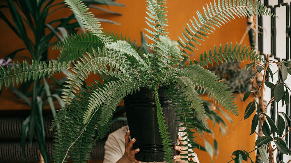 Boston-Fern