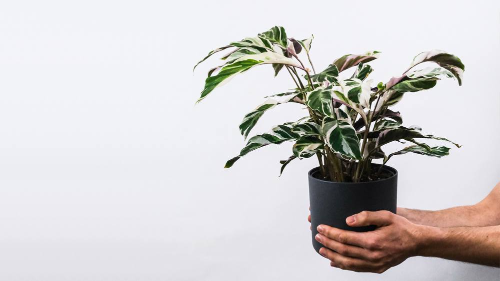 Calathea