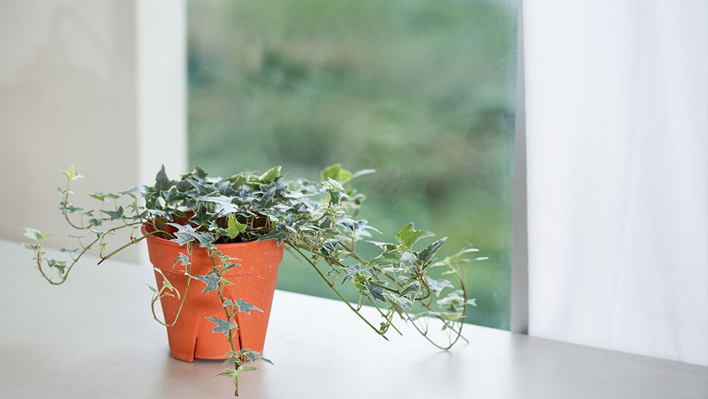 English-Ivy