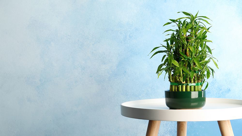 Lucky-Bamboo