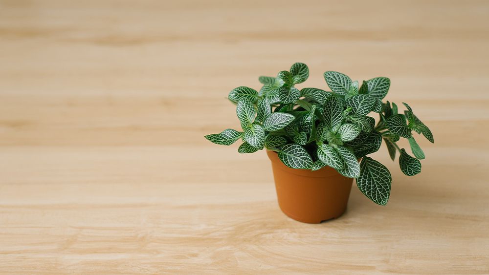 Nerve-Plant