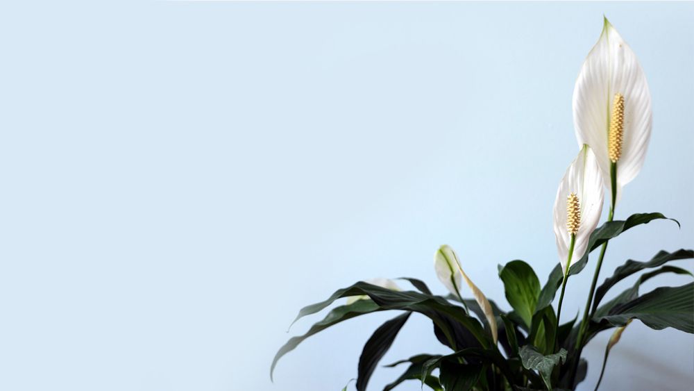 Peace-Lily