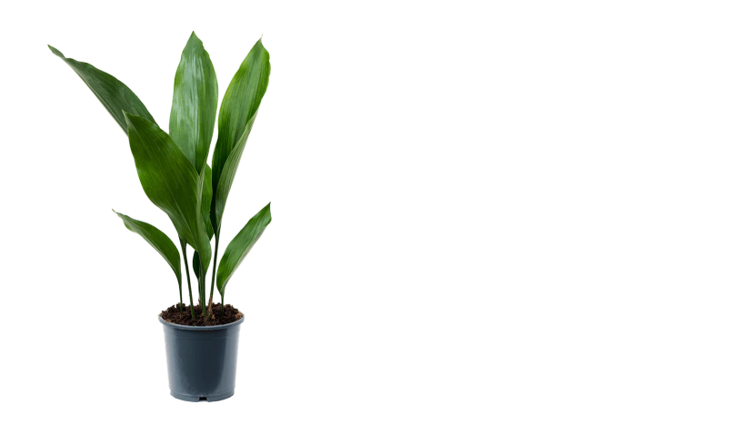 Aspidistra Elatior Cast Iron Plant