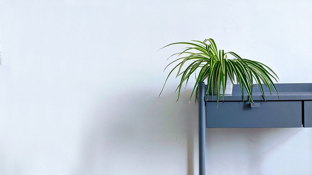 Spider-Plant