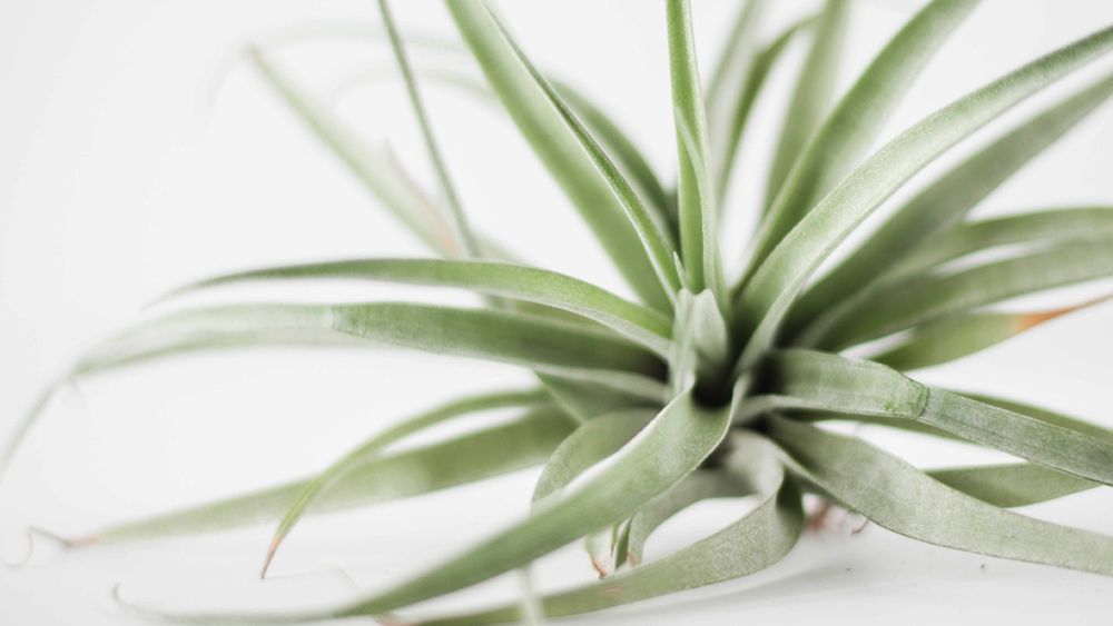 Tillandsia-Air-Plants