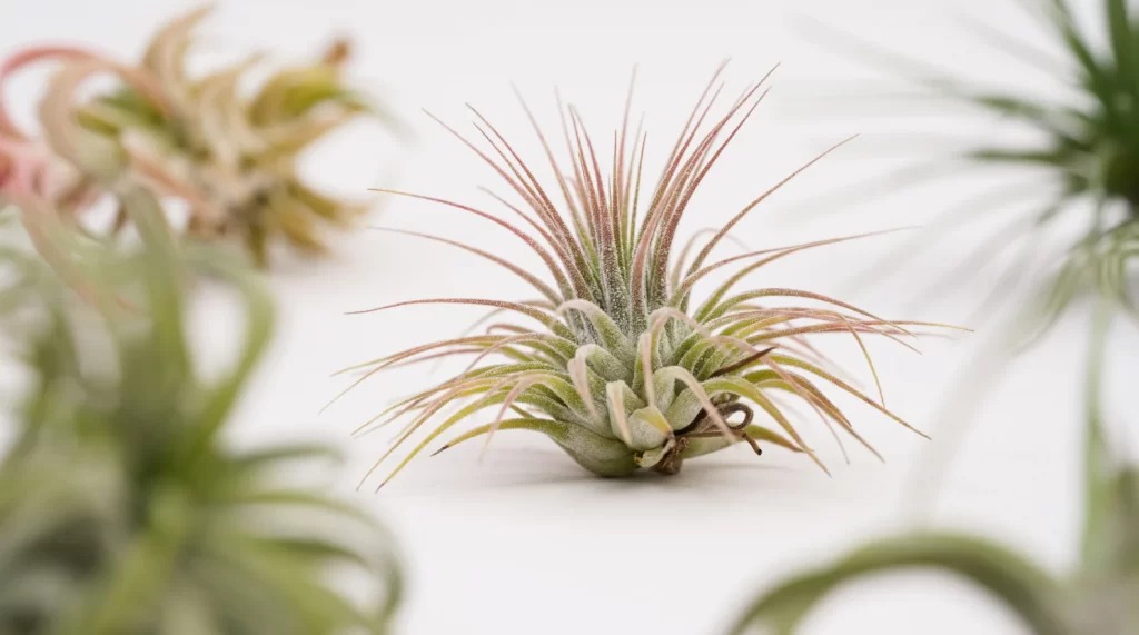 Tillandsia on table